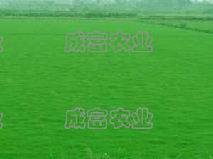 百慕大草坪生產(chǎn)廠家