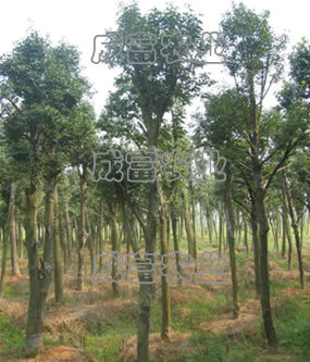 女貞生產(chǎn)廠家