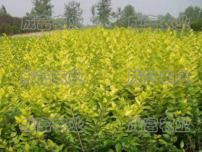 金葉女貞生產(chǎn)廠家