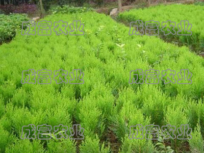 灑金柏生產(chǎn)廠家