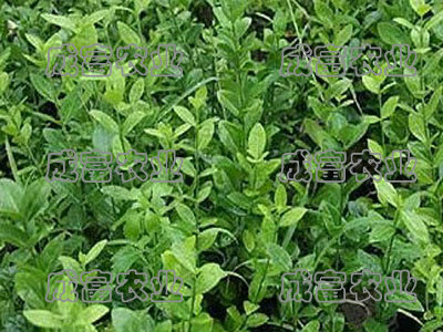 衛(wèi)矛生產(chǎn)廠家