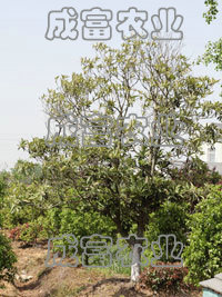枇杷樹(shù)生產(chǎn)廠(chǎng)家