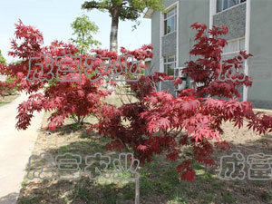 紅楓生產(chǎn)廠家